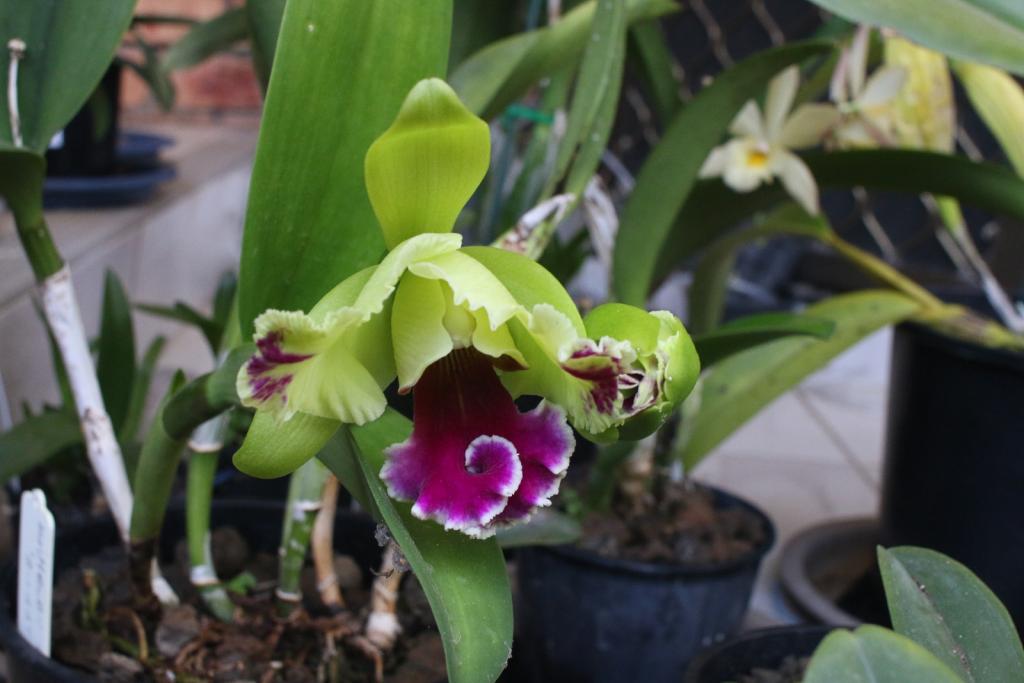 Rlc. Memoria Helen Brown 'Sweet Afton m. Splash'-rlc-memoria-helen-brown-sweet-afton-splash_opening4_7-dec2020-1-jpg