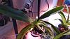 Help, my recently repotted Paph is going downhill fast-dsc_0999-jpg