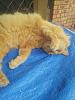 ginger cat-gingercat2_5-dec2020-jpg