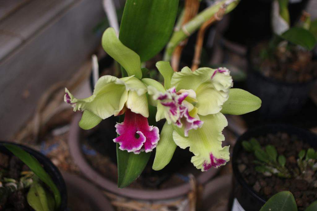 Rlc. Memoria Helen Brown 'Sweet Afton m. Splash'-rlc-memoria-helen-brown-sweet-afton-splash_petal1_9-dec2020-jpg