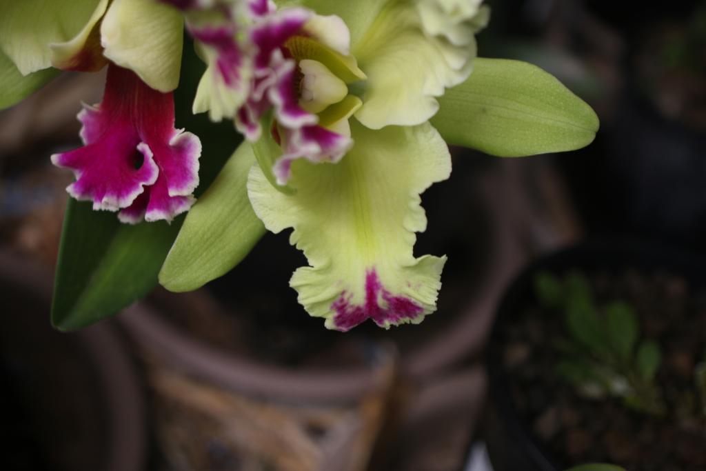 Rlc. Memoria Helen Brown 'Sweet Afton m. Splash'-rlc-memoria-helen-brown-sweet-afton-splash_petal2_9-dec2020-jpg