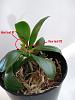 Young phalaenopsis with conjoined twin? (seedling with a keiki?)-labeled-jpg