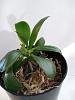 Young phalaenopsis with conjoined twin? (seedling with a keiki?)-130454584_136100138085475_145581555852384714_n-jpg