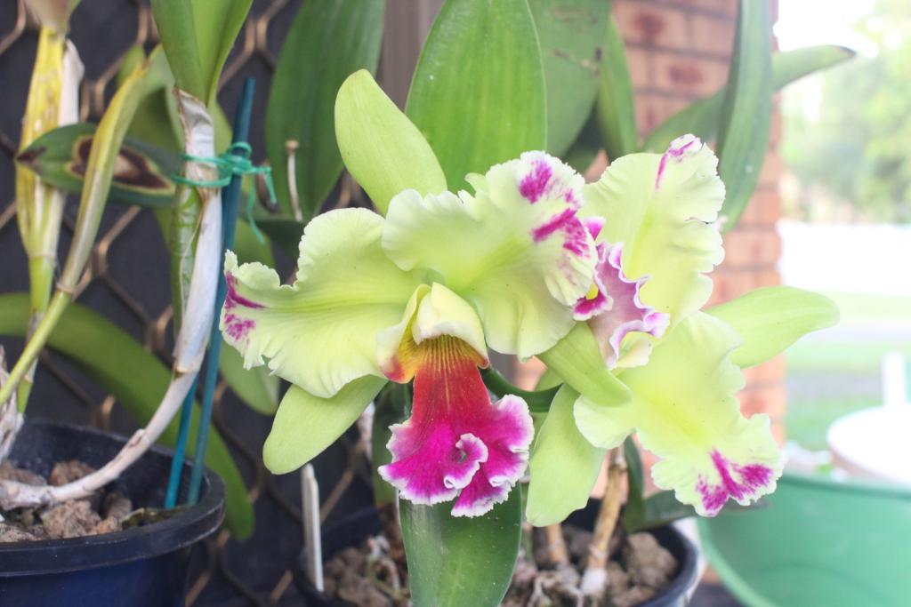 Rlc. Memoria Helen Brown 'Sweet Afton m. Splash'-rlc-memoria-helen-brown-sweet-afton-splash_1_10-dec2020-jpg