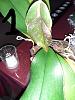 Multiple issues with my orchids-20201210_100458-jpg