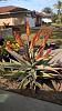 Aloe castanea x marlothii-aloe_castanea_x_marlothii_20190111_secas_mom-jpg