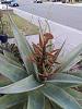 Aloe castanea x marlothii-aloe_castanea_x_marlothii_20201215_secas_mom-jpg