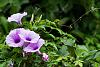 C. tenebrosa and Rlc. Memoria Helen Brown-29158426-vibrant-purple-morning-glory-vine-creep-ground-jpg
