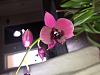 Dendrobium Velvet Melody keeps growing, but no flower stalks?-8894c402-c68f-48ca-9551-8f227d9de488-jpg