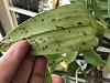Dendrobium spectabile leaves yellowing and dropping-e3e4a6b6-6397-496c-b302-2a22a3d7f27e-jpg