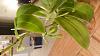 Phalaenopsis Little Sister-dsc_1079-jpg