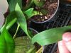 Black spots on several orchid leaves-image-jpg