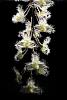 Bulbophyllum lindleyanum-img_4294-jpg