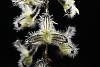 Bulbophyllum lindleyanum-img_4293-jpg