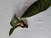 Multiple casualties -Paphiopedilum Maudii and No ID root rot rescue.-20210107_094444-jpg