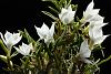 Dendrobium subuliferum-img_4296-jpg