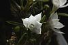 Dendrobium subuliferum-img_4298-jpg