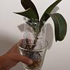 Trying to save 4 Phalaenopsis - Looking for help-20201027_222752-jpg