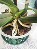 Phalaenopsis orchid shriveled and wrinkly roots-img_20210112_143131-jpg