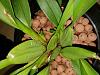 New Growth on Old Pseudobulb. First Orchids Are Growing!-resize4-jpg