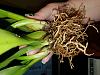 New Growth on Old Pseudobulb. First Orchids Are Growing!-resize5-jpg
