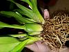 New Growth on Old Pseudobulb. First Orchids Are Growing!-resize6-jpg