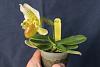 Paph - 'Tea Cup' breeding-paph-double-walter-marx-fairrieanum-album-green-valley-fair-orchids-img_3753-jpg