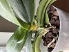 Phals with aerial roots outside pot-b24fc442-787f-4a3a-a7eb-2bb7d20d734c-jpg