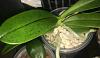 Phalaenopsis cornu-cervi with black spots on leaves-img_5964-jpg
