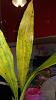 Ianklarkara Cheyenne Marie Green Gecko with Yellow Mottled Leaves-p_20210116_134553-jpg