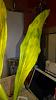 Ianklarkara Cheyenne Marie Green Gecko with Yellow Mottled Leaves-p_20210116_134523-jpg