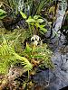 Some Pictures From Corkscrew Swamp-20210103_134913-4-jpg