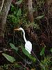 Some Pictures From Corkscrew Swamp-20210103_142455-3-jpg