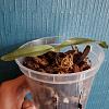 Plant in Semi-Hydro Going Down Fast...-orchid-1-2-jpg