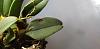 Does my Bulbophyllum frostii look infected with a virus?-20210121_194855-jpg