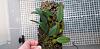 Does my Bulbophyllum frostii look infected with a virus?-20210121_195017-jpg