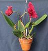 New red Cattleya (Circle of Life hybrid)-rlc-circle-life-vi-rlc-valley-isle-red-vi-fair-orchids-img_3777-2-jpg