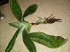 Paphiopedilum stem too long for roots to grow-16115213912443916119795740332988-jpg