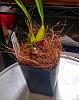 Max. picta x tenuifolia; is this a new bulb or spike?-20210124_173149_hdr-01-jpg