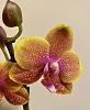 Beautiful novelty NOID Phal at grocery store!-932f67d8-b0c1-4bd1-abbc-5b851a8bf838-jpg