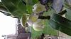 Dendrobium nobile - flower spikes or keikis?-20210103_131441-jpg