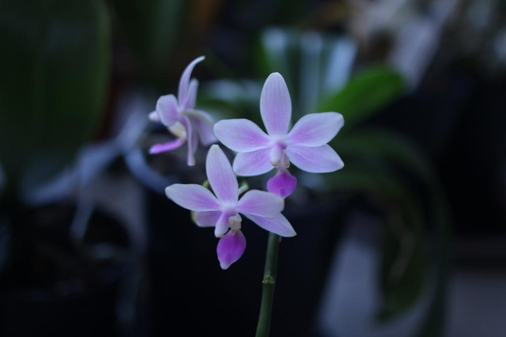 Phal. Jennifer Palermo x equestris-phal-jennifer-palermo-equestris2_5-feb2021-jpg