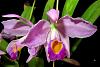 Cattleya wallisii-catwal02212-jpg