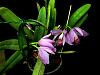 Cattleya wallisii-catwal02213-jpg