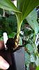 Anguloa eburnea seedling growth-anguloa_eburnea_20210114_seca-jpg