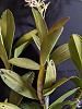 Dendrobium speciosum spike watch...-img_20200225_171414-1-jpg