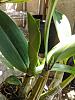 Dendrobium speciosum spike watch...-img_20200702_143132-1-jpg