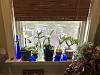 Window Sill Grower Exclusively-img-4486-jpg