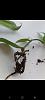 Rotting roots of vanilla orchid-screenshot_20210216-130823_gallery-jpg