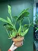 What am I doing wrong with this Coelogyne tomentosa-img_2059-jpg